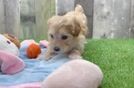 Maltipoo Pup Being Cute