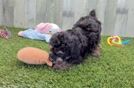 Meet Milena - our Poodle Puppy Video