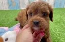 Best Cavapoo Baby