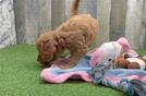 Meet Julian - our Mini Goldendoodle Puppy Video