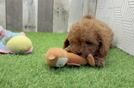 Cavapoo Pup Being Cute