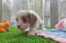 Cavapoo Pup Being Cute