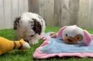Little Havadoodle Poodle Mix Puppy