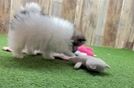 Friendly Pomeranian Baby