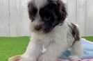 Petite Havapoo Poodle Mix Pup