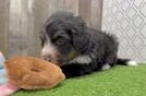 Adorable Mini Bernepoo Poodle Mix Puppy