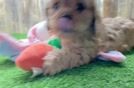 Sweet Cavapoo Baby