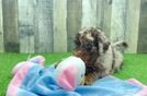 Mini Labradoodle Pup Being Cute