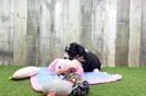 Aussiechon Pup Being Cute
