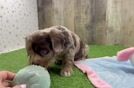 Cute Cavapoo Baby