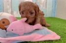 Playful Cavapoodle Poodle Mix Puppy