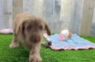 Cockapoo Pup Being Cute