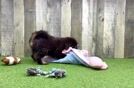 Mini Labradoodle Puppy for Adoption