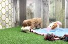 Hypoallergenic Maltidoodle Poodle Mix Puppy