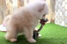 Funny Pomeranian Purebred Pup