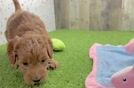Mini Goldendoodle Pup Being Cute