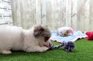 Meet Zoku - our Havapoo Puppy Video