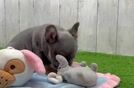 Little French Bulldog Baby