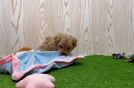 Playful Maltepoo Poodle Mix Puppy