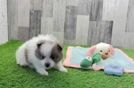 Pomeranian Pup Being Cute