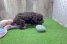 Poodle Puppy for Adoption