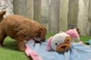 Meet Felicia - our Mini Goldendoodle Puppy Video