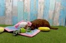Meet Alpha - our Mini Goldendoodle Puppy Video