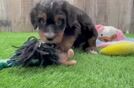 Meet Biggie - our Mini Bernedoodle Puppy Video