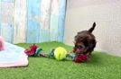 Best Yorkie Poo Baby