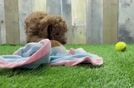 Adorable Toy Poodle Purebred Puppy