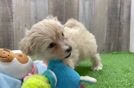 Maltipoo Pup Being Cute