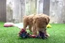 Best Maltipoo Baby