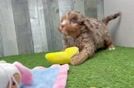 Cavapoo Pup Being Cute