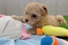 Small Maltipoo Baby