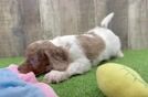 Cavapoo Pup Being Cute