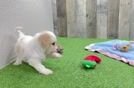 Cavachon Pup Being Cute