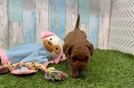 Meet Becca - our Cavapoo Puppy Video
