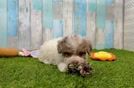 Smart Havapoo Poodle Mix Pup