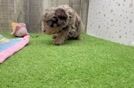Best Cavapoo Baby