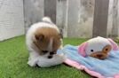 Pomeranian Pup Being Cute