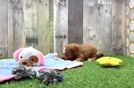 Petite Cavapoo Poodle Mix Pup
