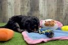 Meet Kimber - our Cavapoo Puppy Video