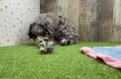 Best Mini Bernedoodle Baby