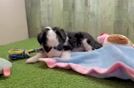 Meet Wilder - our Aussiechon Puppy Video