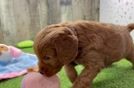 Best Mini Goldendoodle Baby
