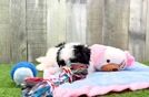 Cute Maltipoo Baby