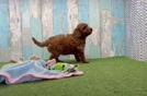 Cavapoo Puppy for Adoption