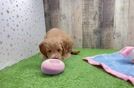 Mini Goldendoodle Puppy for Adoption