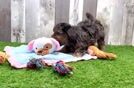 Yorkie Poo Pup Being Cute