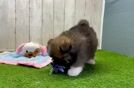 Meet Aj - our Pomeranian Puppy Video